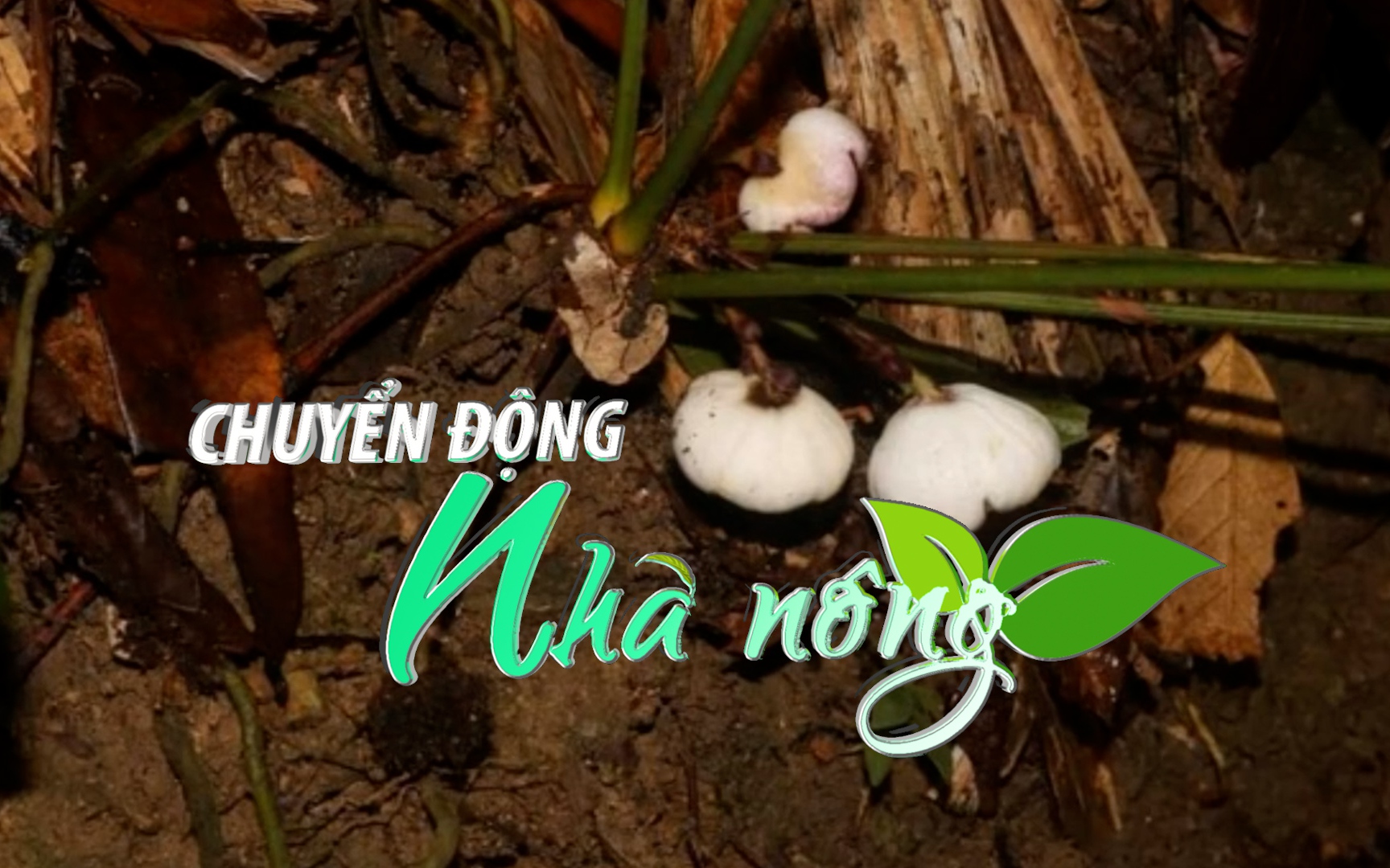 Chuyển động Nhà nông 31/3: Phát hiện loài tỏi đá mới tại khu bảo tồn Phong Điền ở Thừa Thiên - Huế