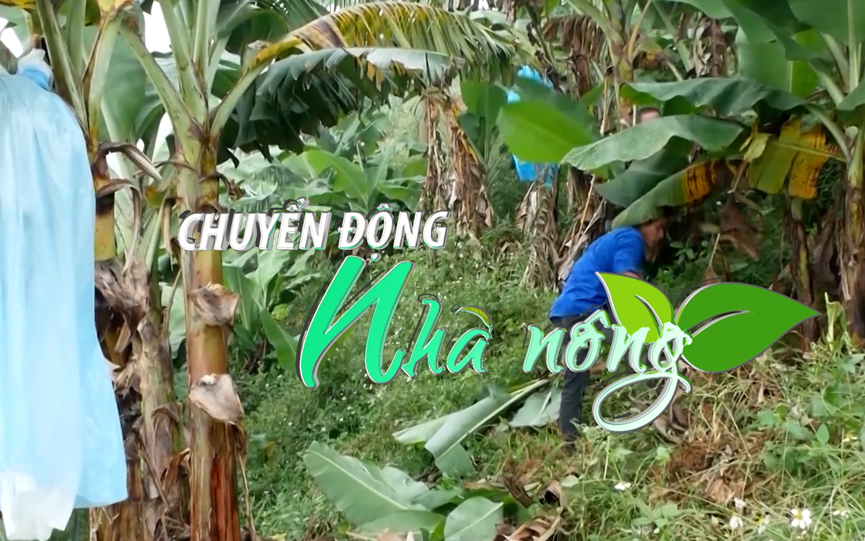 Chuyển động Nhà nông 9/3: Bệnh đốm lá Sigatoka xuất hiện, gây hại chuối tại Lào Cai