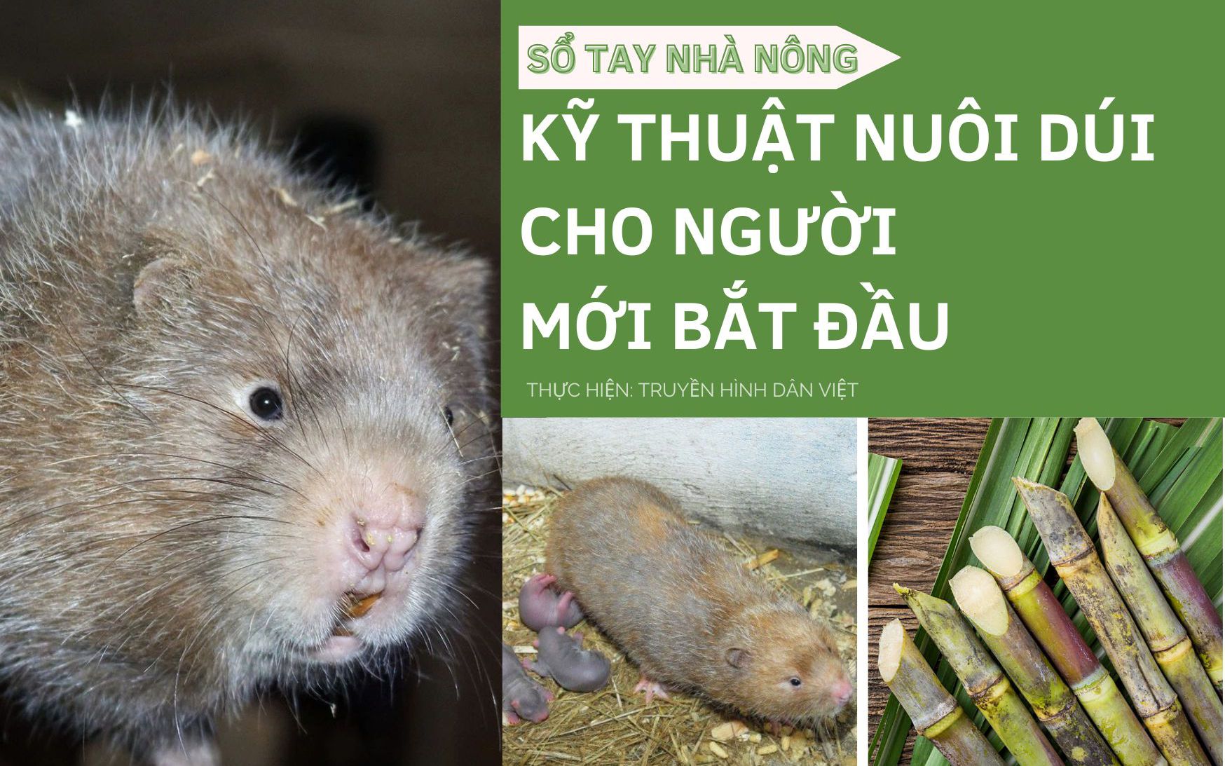 SỔ TAY NHÀ NÔNG: Kĩ thuật nuôi dúi cơ bản cho người mới bắt đầu