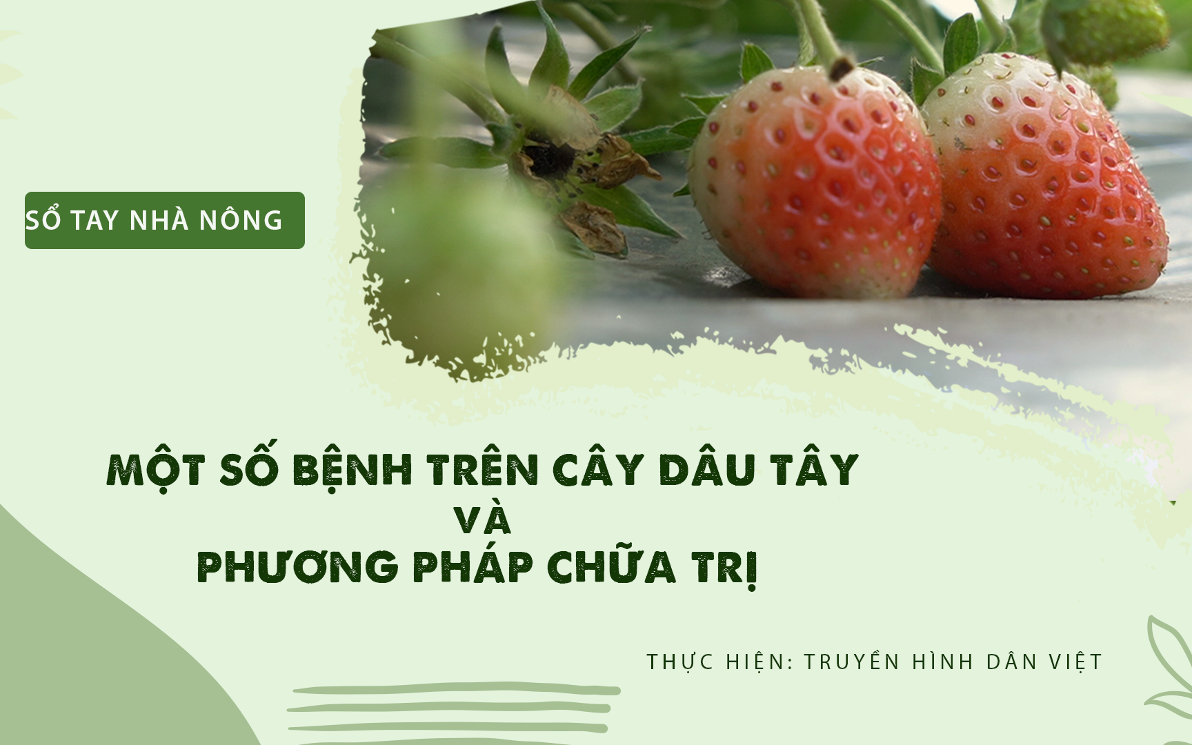 SỔ TAY NHÀ NÔNG: Một số bệnh trên cây dâu tây và phương pháp chữa trị