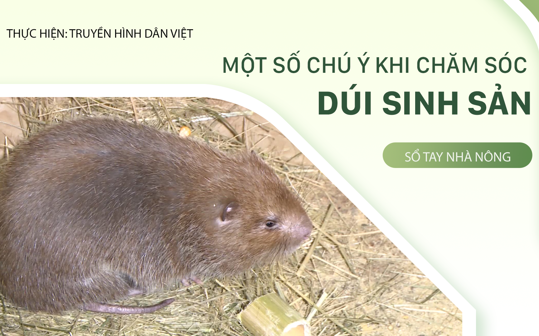 SỔ TAY NHÀ NÔNG: Một số lưu ý khi chăm sóc dúi sinh sản