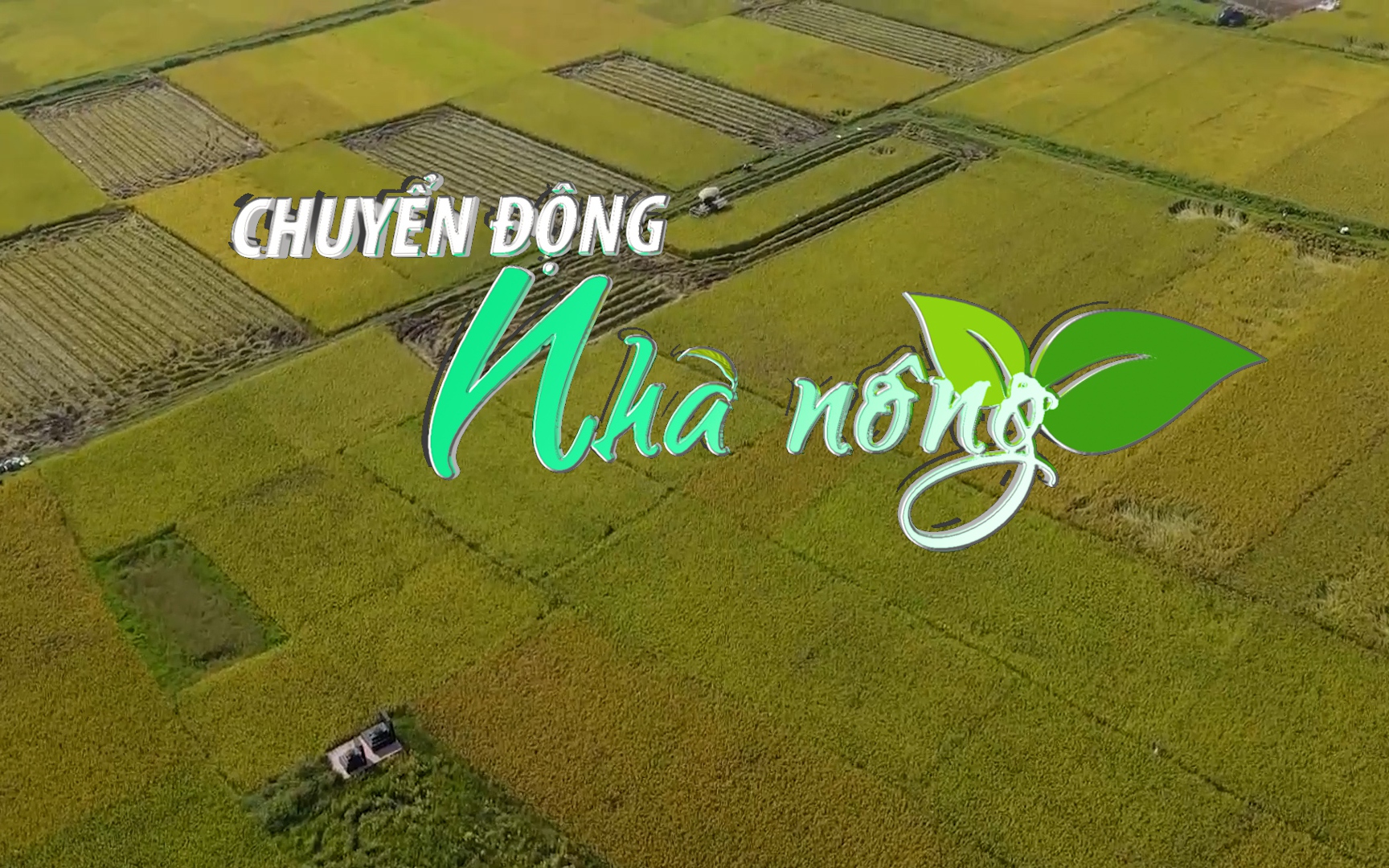 Chuyển động Nhà nông 30/4: Sâu bệnh đang gây hại cục bộ và có chiều hướng tăng trên lúa xuân phía Bắc