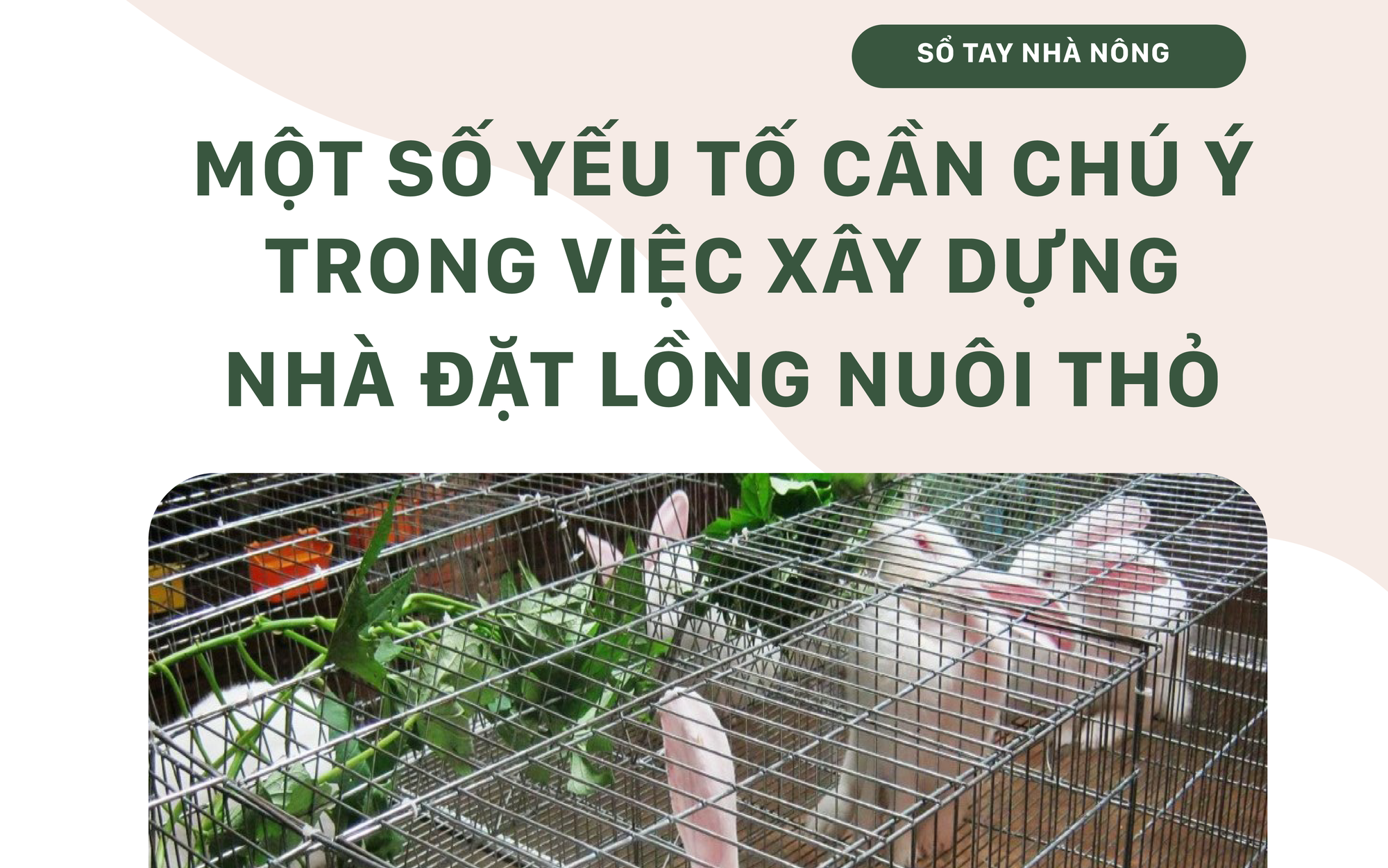 SỔ TAY NHÀ NÔNG: Một số lưu ý khi xây nhà, đặt lồng nuôi thỏ