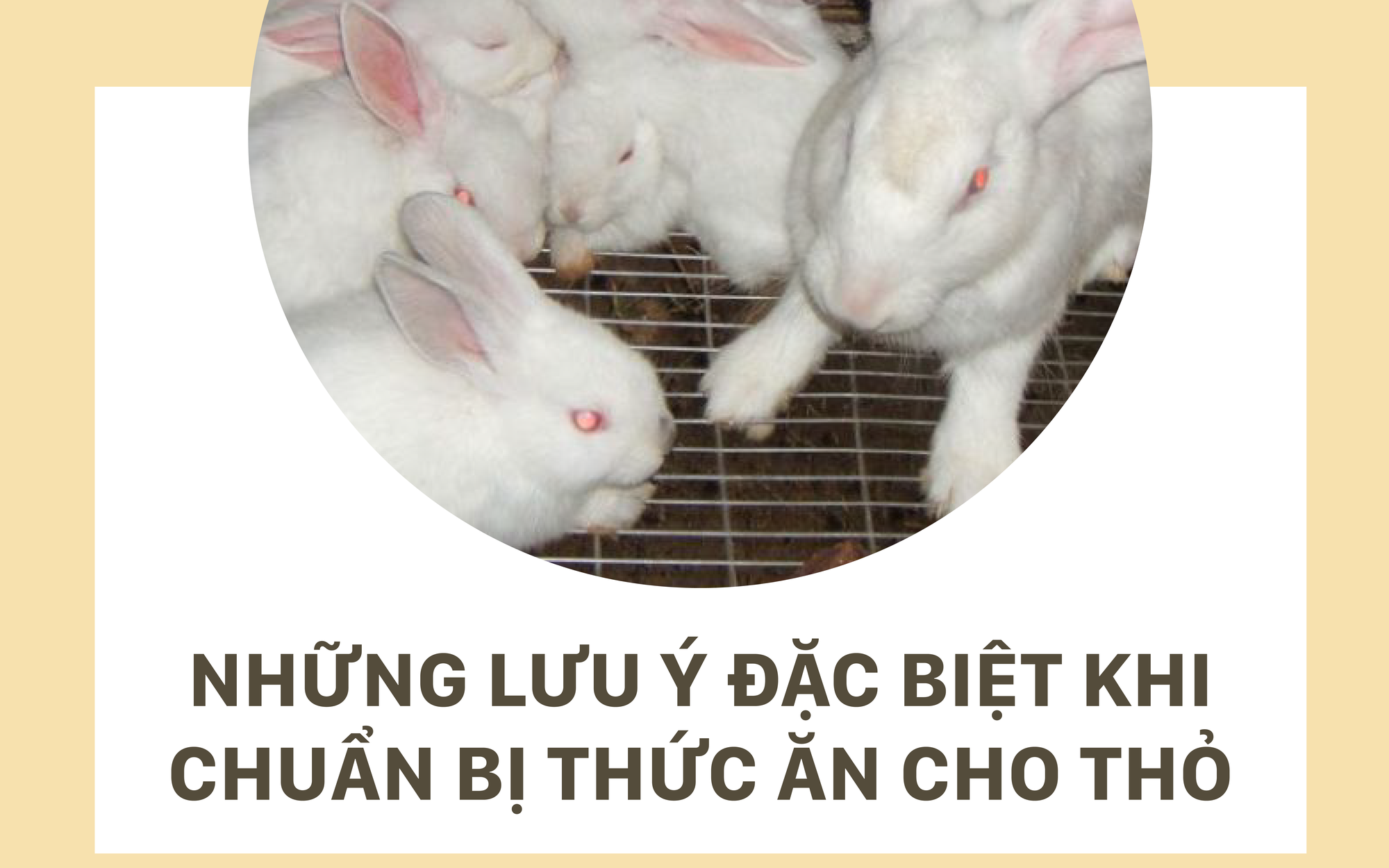 SỔ TAY NHÀ NÔNG: Chuẩn bị thức ăn cho thỏ và những điều cần biết