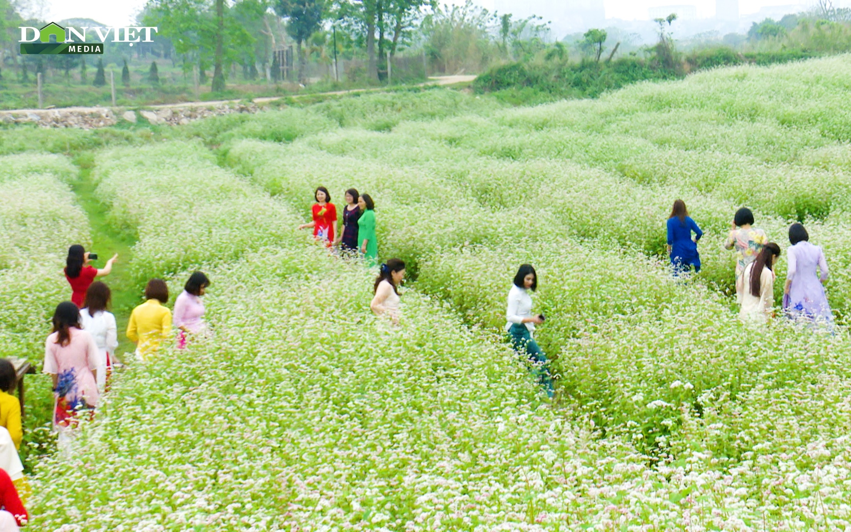 Mê mẩn vựa hoa tam giác mạch trái mùa tại Hà Nội