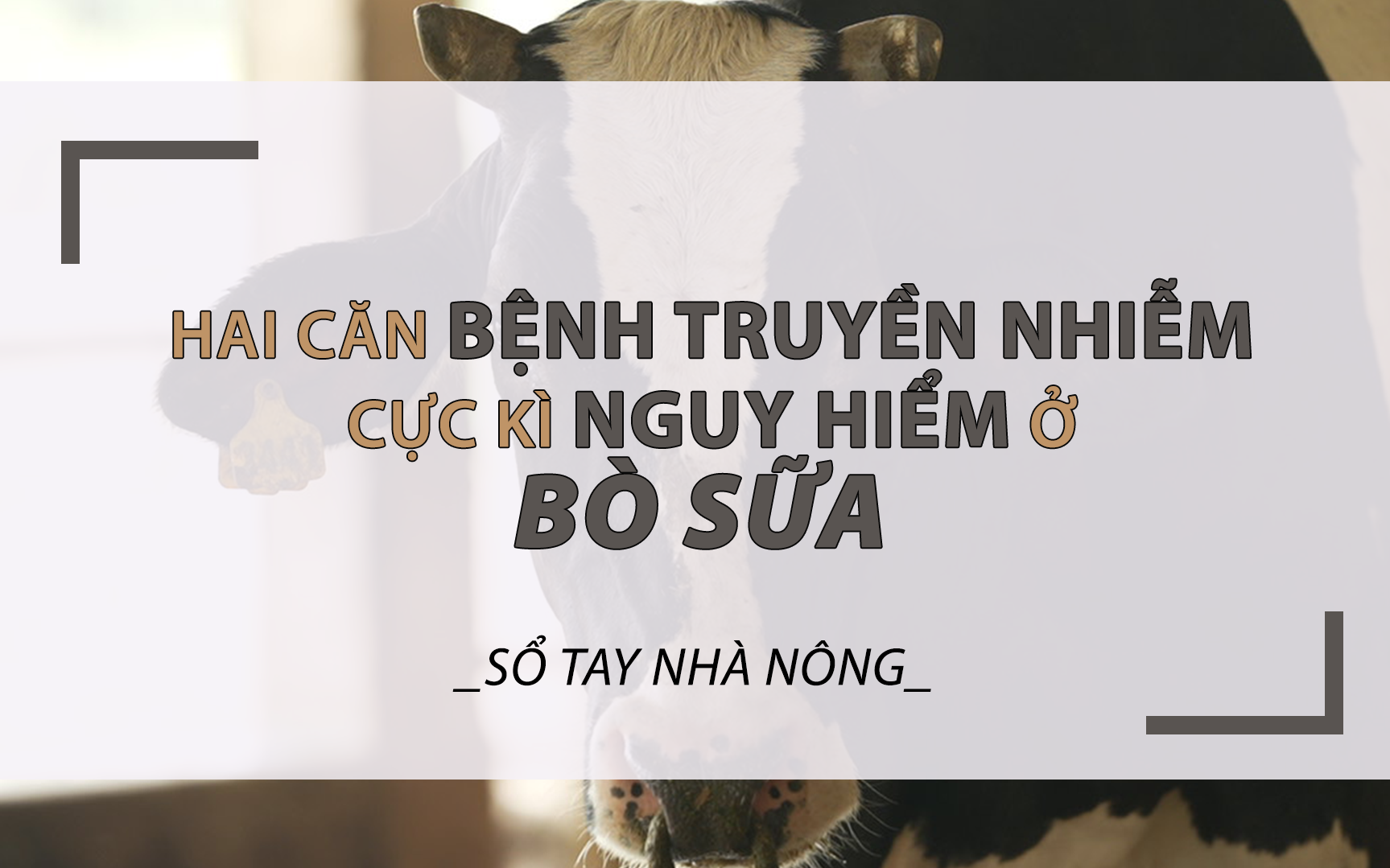 SỔ TAY NHÀ NÔNG: Cách phòng và điều trị hai căn bệnh truyền nhiễm cực kì nguy hiểm ở bò sữa