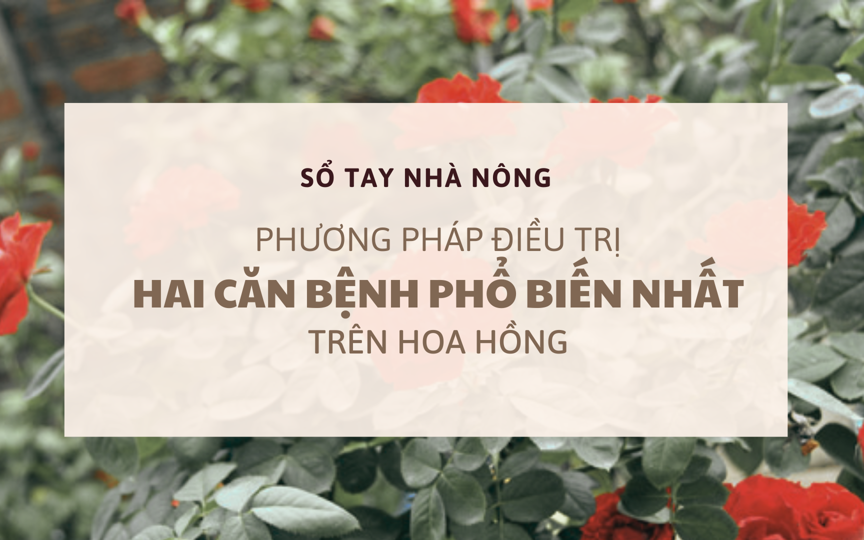 SỔ TAY NHÀ NÔNG: Phương pháp phòng và chữa các bệnh thường gặp ở cây hoa hồng cổ Sapa