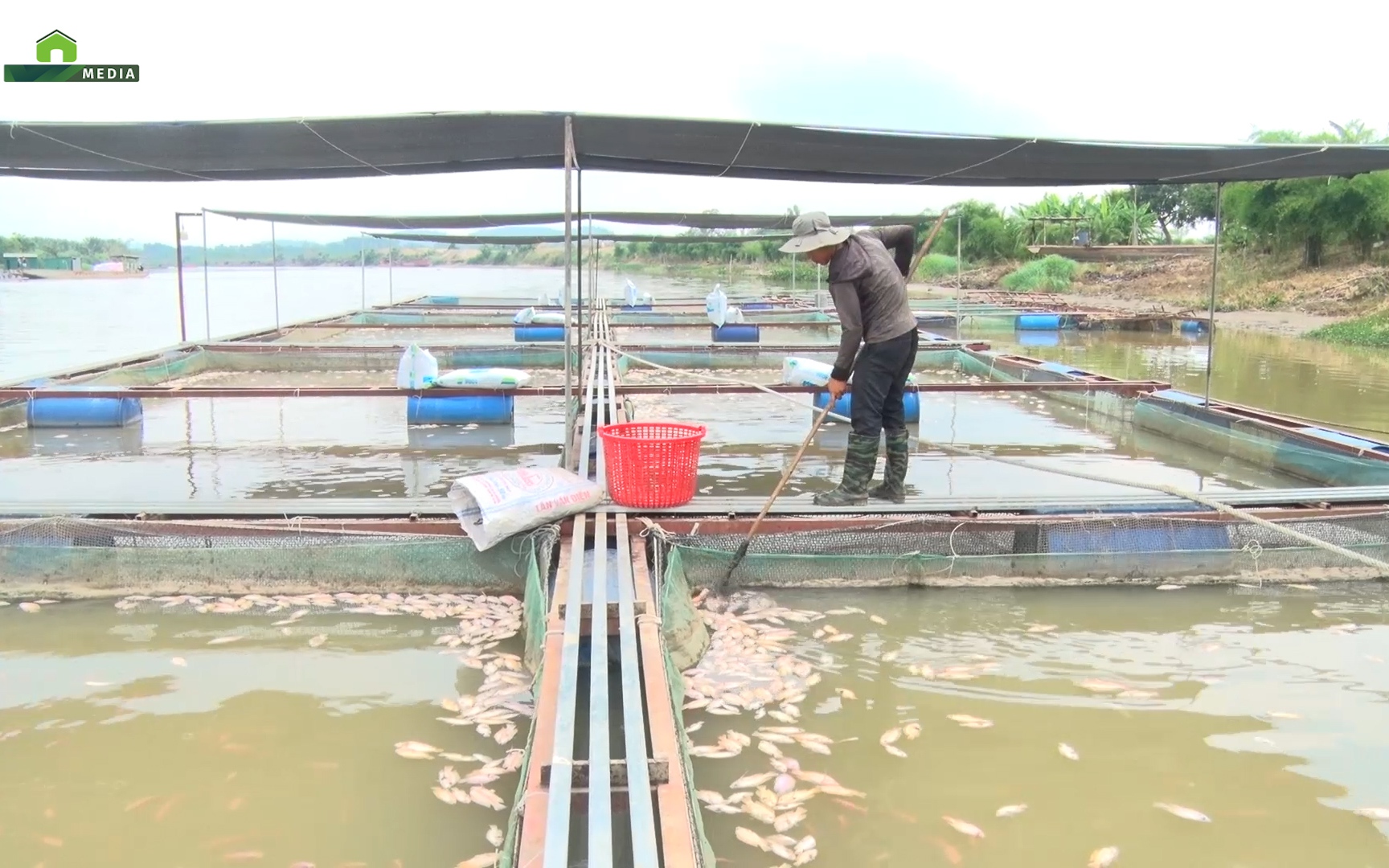 Hàng chục tấn cá chết nổi trắng sông Sêrêpôk