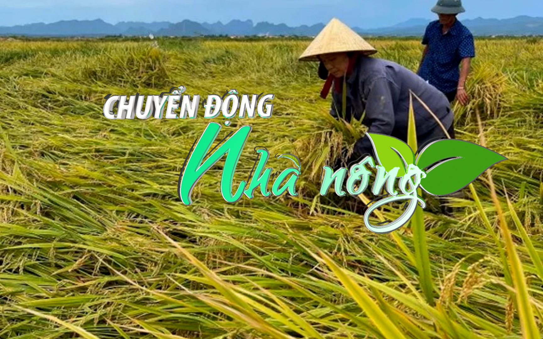 Chuyển động Nhà nông 9/5: Hơn 5.500ha lúa đông xuân sắp đến kỳ thu hoạch ở Quảng Bình bị gãy đổ do mưa lốc