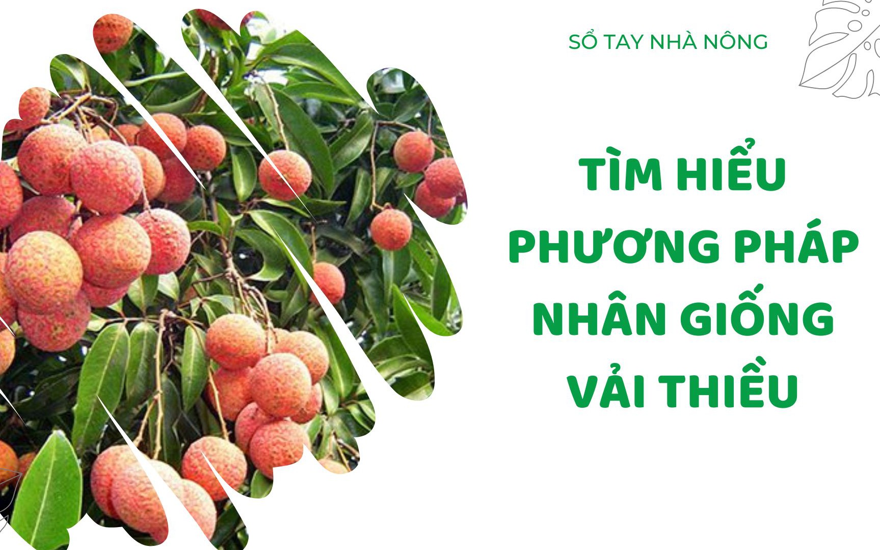 SỔ TAY NHÀ NÔNG: Tìm hiểu phương pháp nhân giống vải thiều