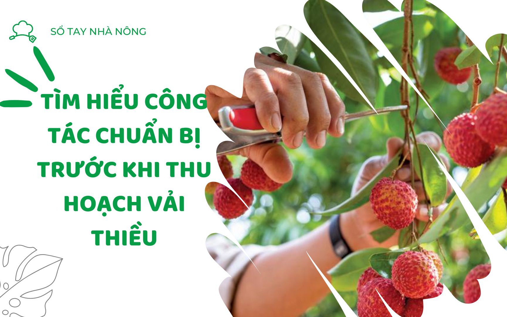 SỔ TAY NHÀ NÔNG: Kỹ thuật chăm sóc cây vải thiều và một số lưu ý trước vụ thu hoạch