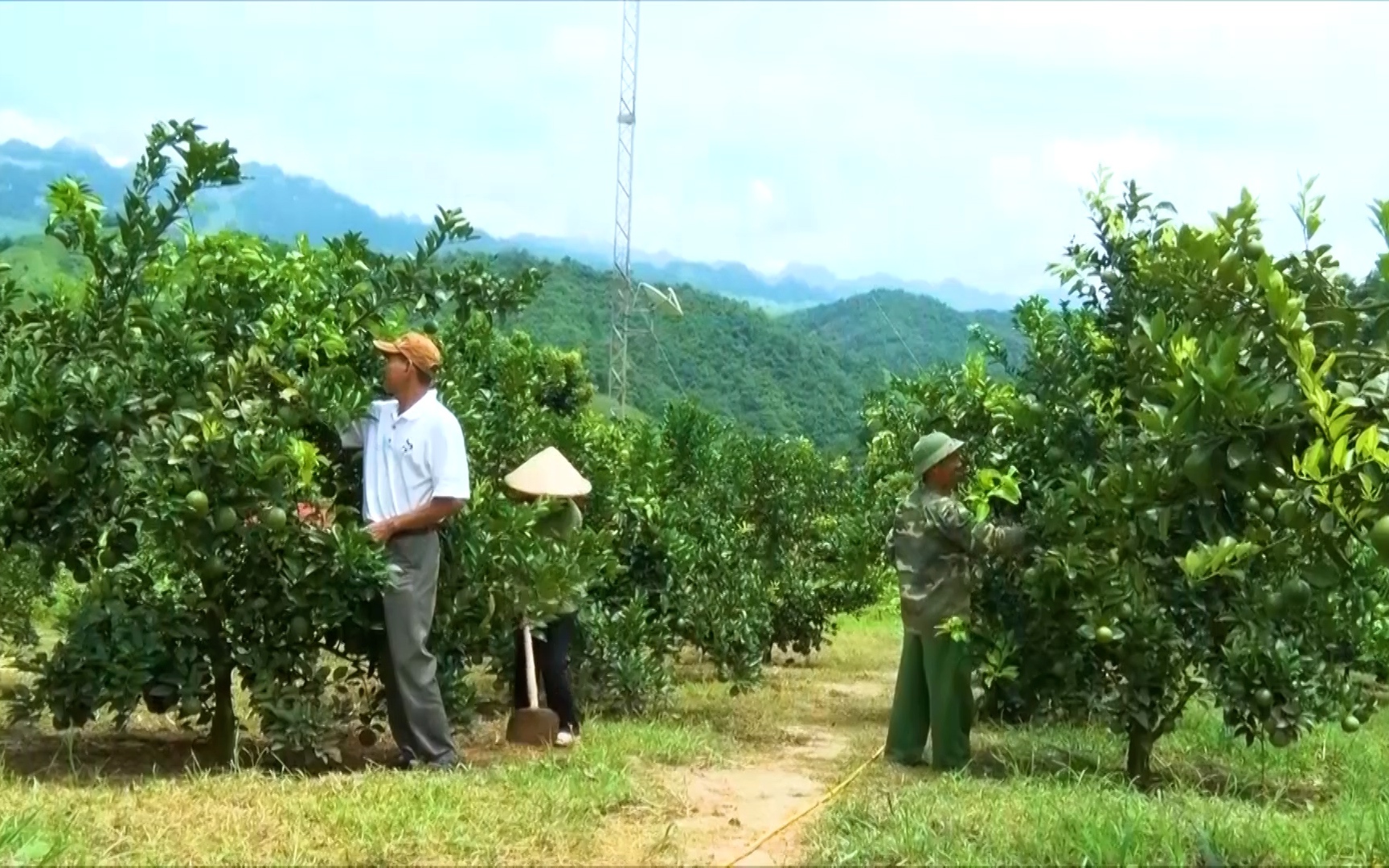 Sức bật phát triển của nông nghiệp huyện vùng cao Vân Hồ