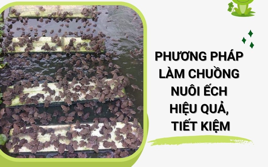 SỔ TAY NHÀ NÔNG: Phương pháp làm lồng lưới nuôi ếch hiệu quả, tiết kiệm