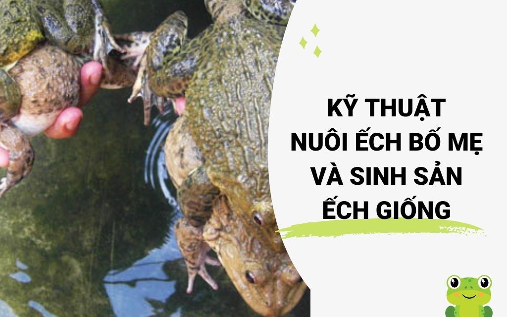 SỔ TAY NHÀ NÔNG: Kỹ thuật nuôi ếch sinh sản