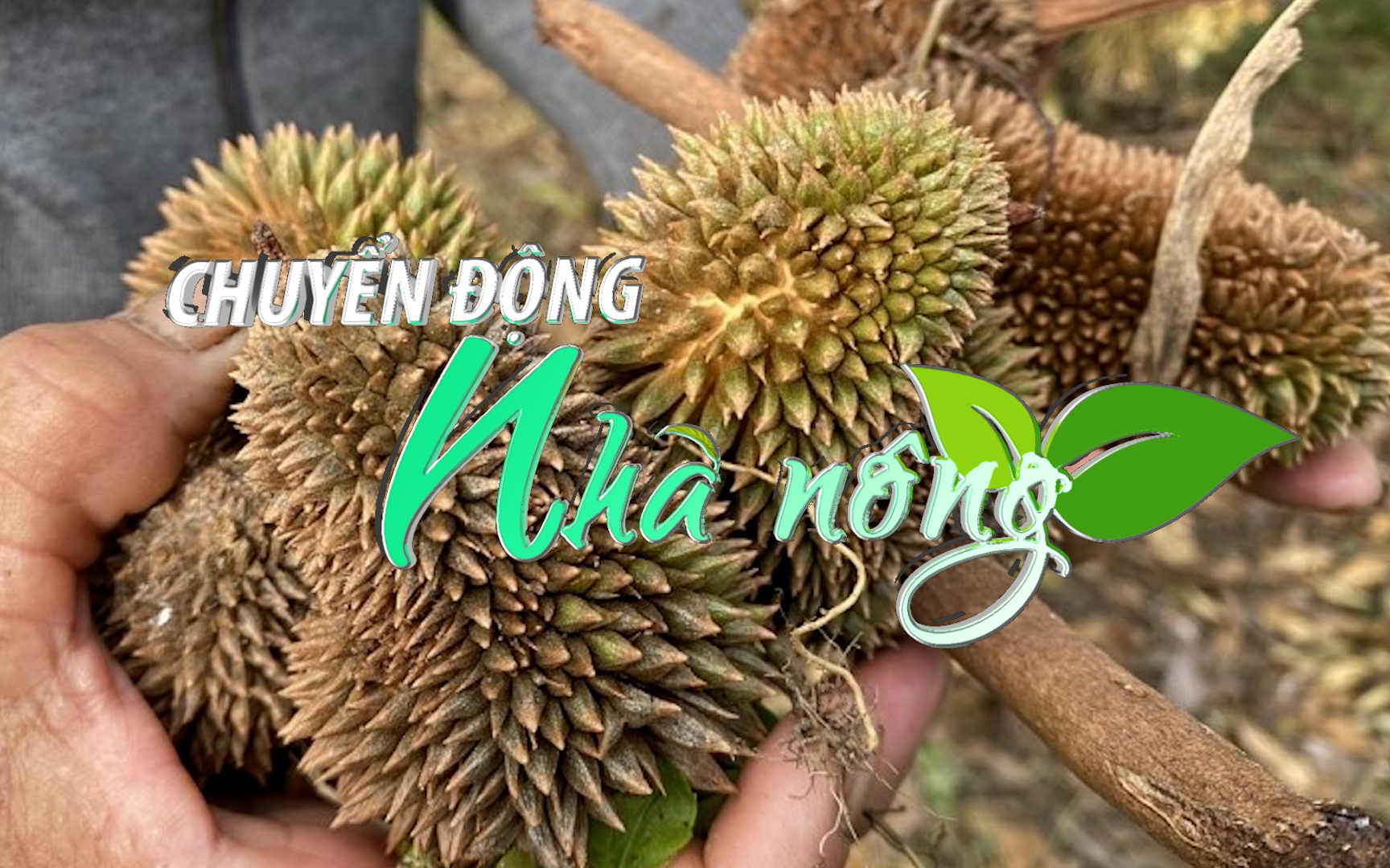 Chuyển động Nhà nông 20/6: Người trồng sầu riêng tại Quảng Ngãi đối mặt với nỗi lo trắng tay