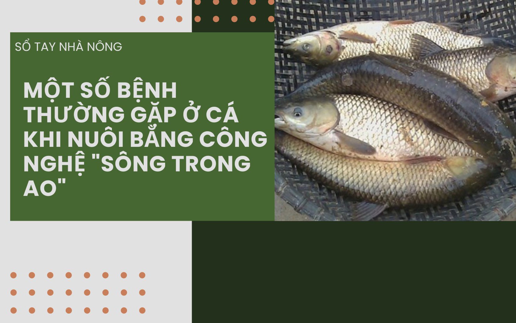 SỔ TAY NHÀ NÔNG: Một số loại bệnh thường gặp khi nuôi cá bằng công nghệ 