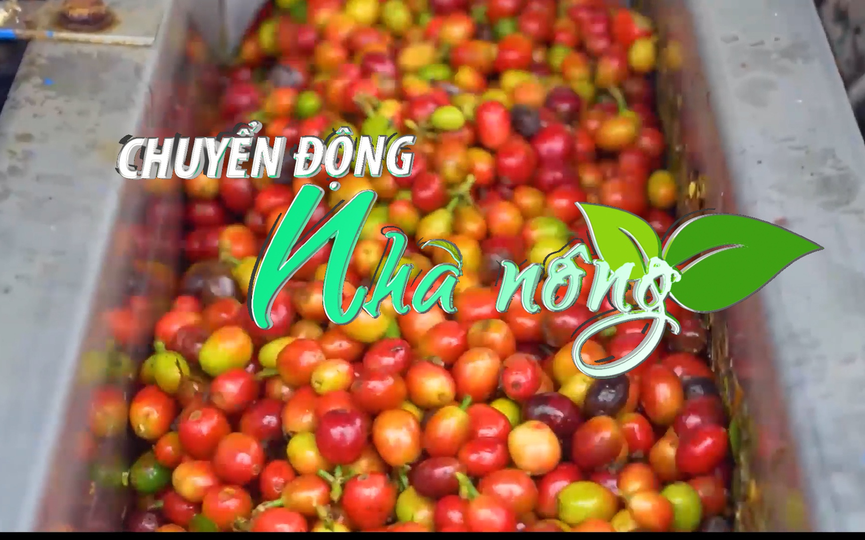 Chuyển động Nhà nông 10/7: Giá cà phê robusta lập đỉnh mới trong 28 năm, giá arabica tiếp tục giảm