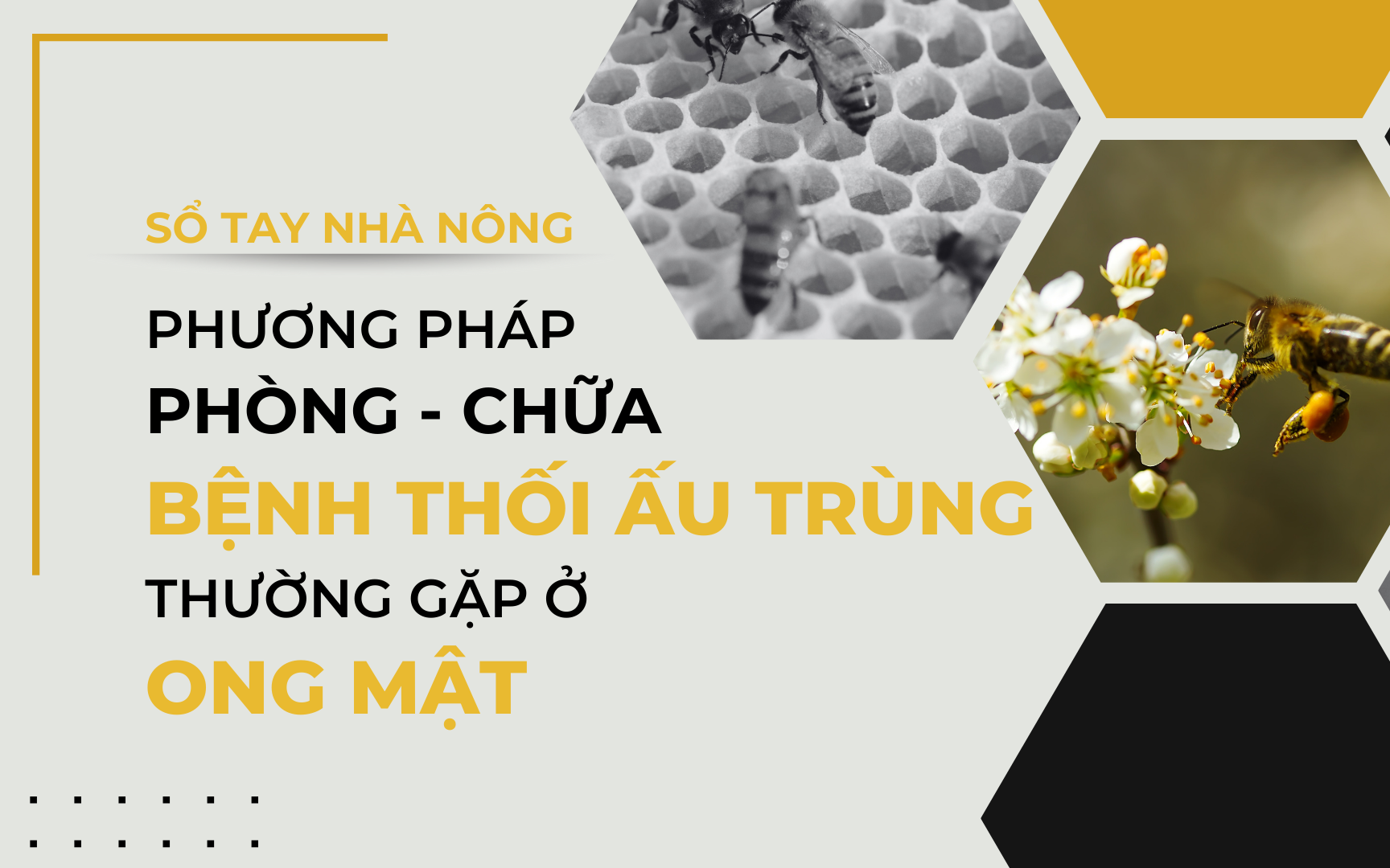 SỔ TAY NHÀ NÔNG: Phòng ngừa và chữa trị một số bệnh thường gặp ở đàn ong mật