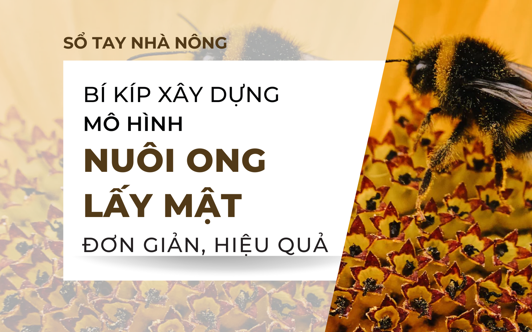 SỔ TAY NHÀ NÔNG: Bí kíp xây dựng mô hình nuôi ong lấy mật đơn giản