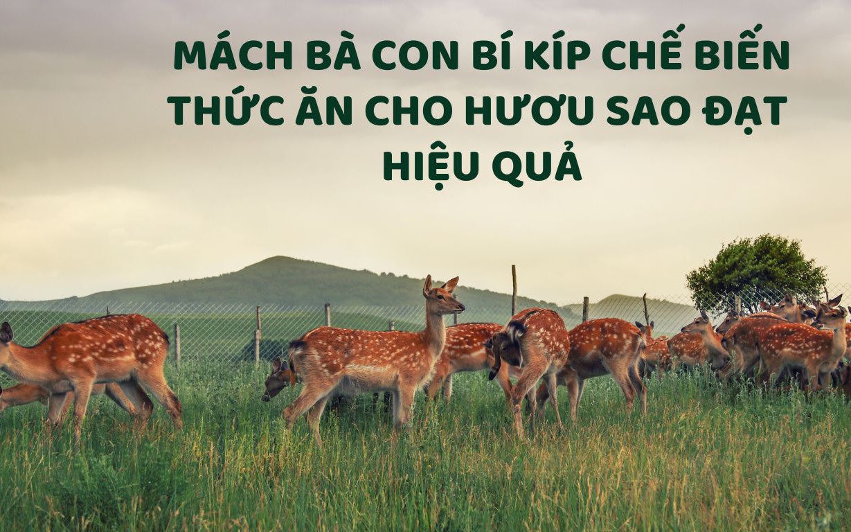 SỔ TAY NHÀ NÔNG: Bí kíp chế biến thức ăn cho hươu sao đạt hiệu quả