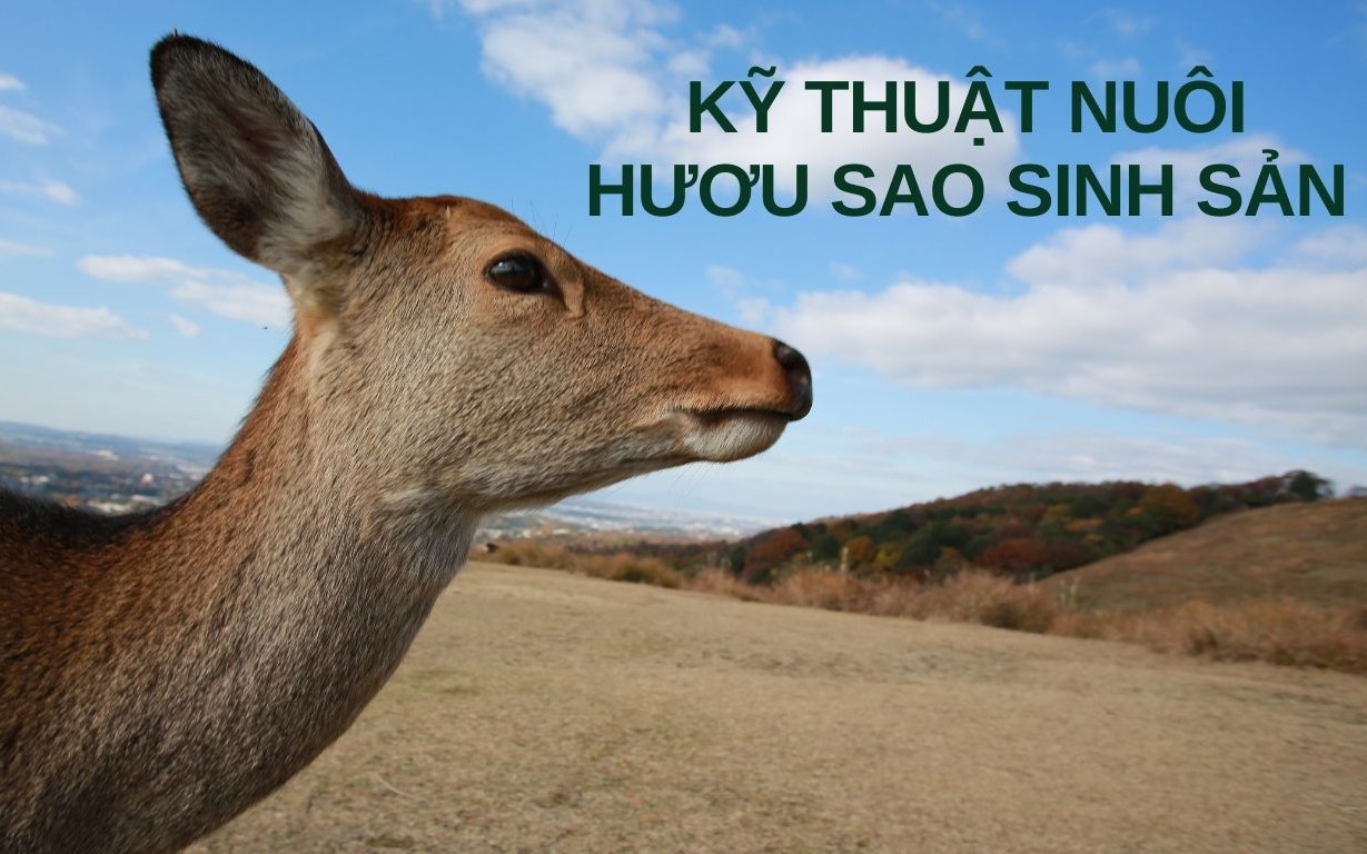 SỔ TAY NHÀ NÔNG: Kỹ thuật nuôi hươu sao sinh sản cho hiệu quả cao