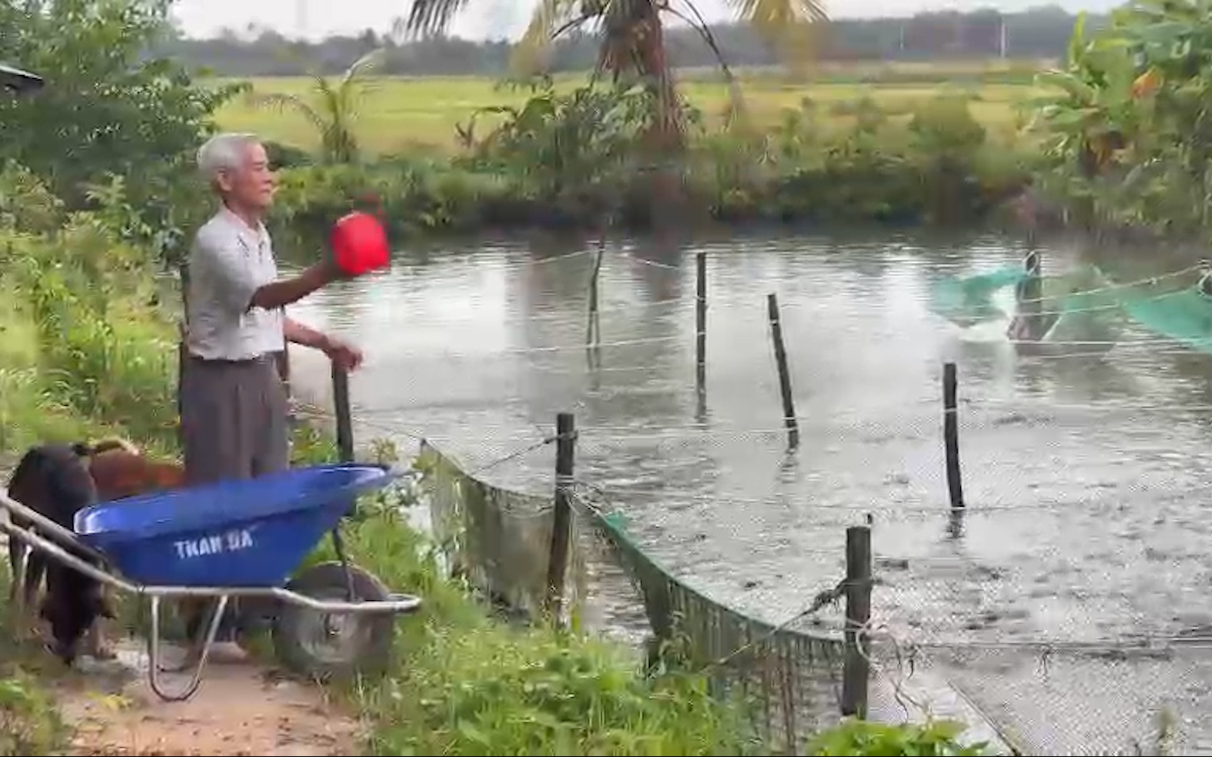 Lão nông TP.HCM bám trụ nghề nuôi cá giống bán khắp tỉnh thành, mỗi năm thu nửa tỷ