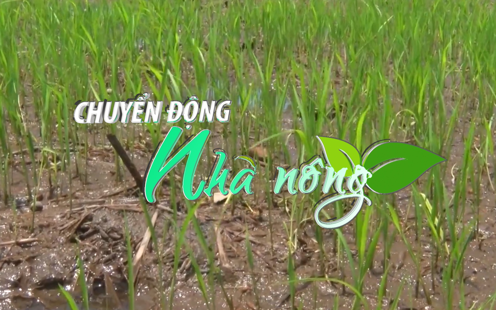 Chuyển động Nhà nông 29/8: Sản lượng lúa vụ Thu Đông của An Giang ước đạt hơn 923.000 tấn