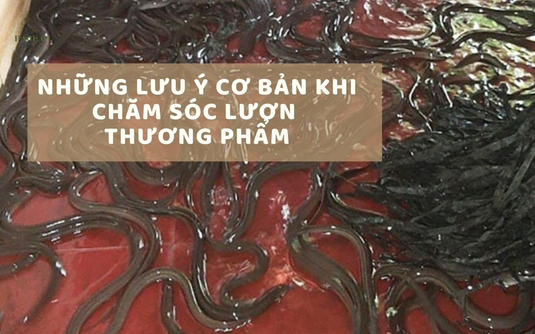 SỔ TAY NHÀ NÔNG: Một số điều cần lưu ý khi chăm sóc lươn thương phẩm