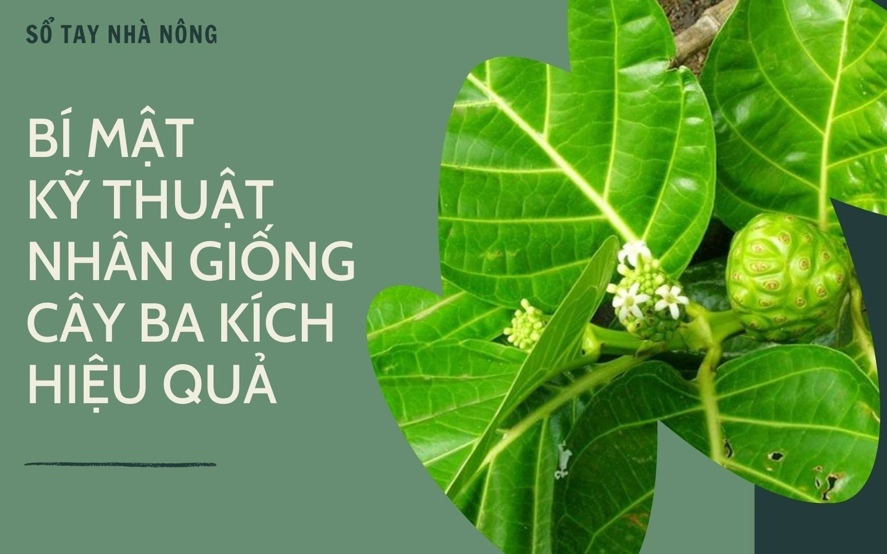 GÓC CHUYÊN GIA: Nhân giống cây ba kích bằng hom hay nuôi cấy mô hiệu quả hơn?