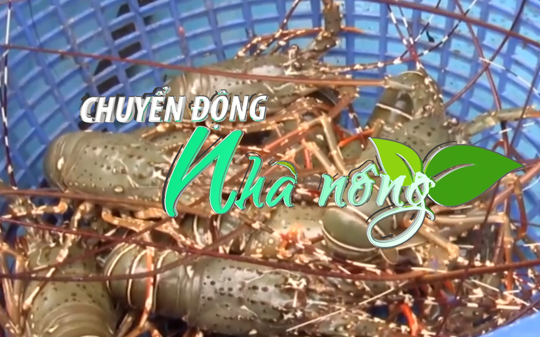 Chuyển động Nhà nông 14/9: Khuyến cáo ngăn chặn nhập lậu tôm hùm giống