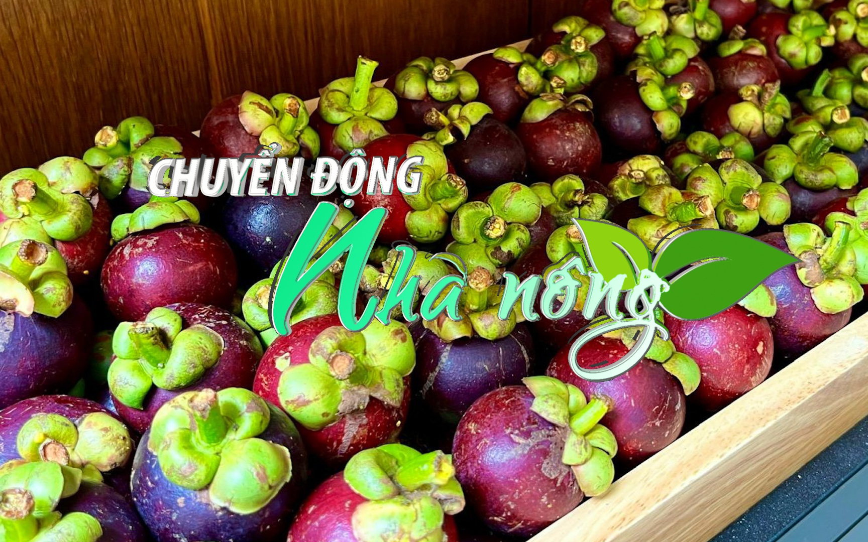 Chuyển động Nhà nông 18/9: Đặc sản Măng cụt Bảo Lộc được cấp nhãn hiệu độc quyền