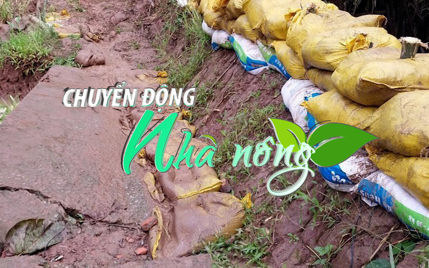 Chuyển động Nhà nông 26/9: Đầu tư 140 tỷ đồng xây đê bao bảo vệ vùng cây ăn trái Cầu Kè - Trà Vinh