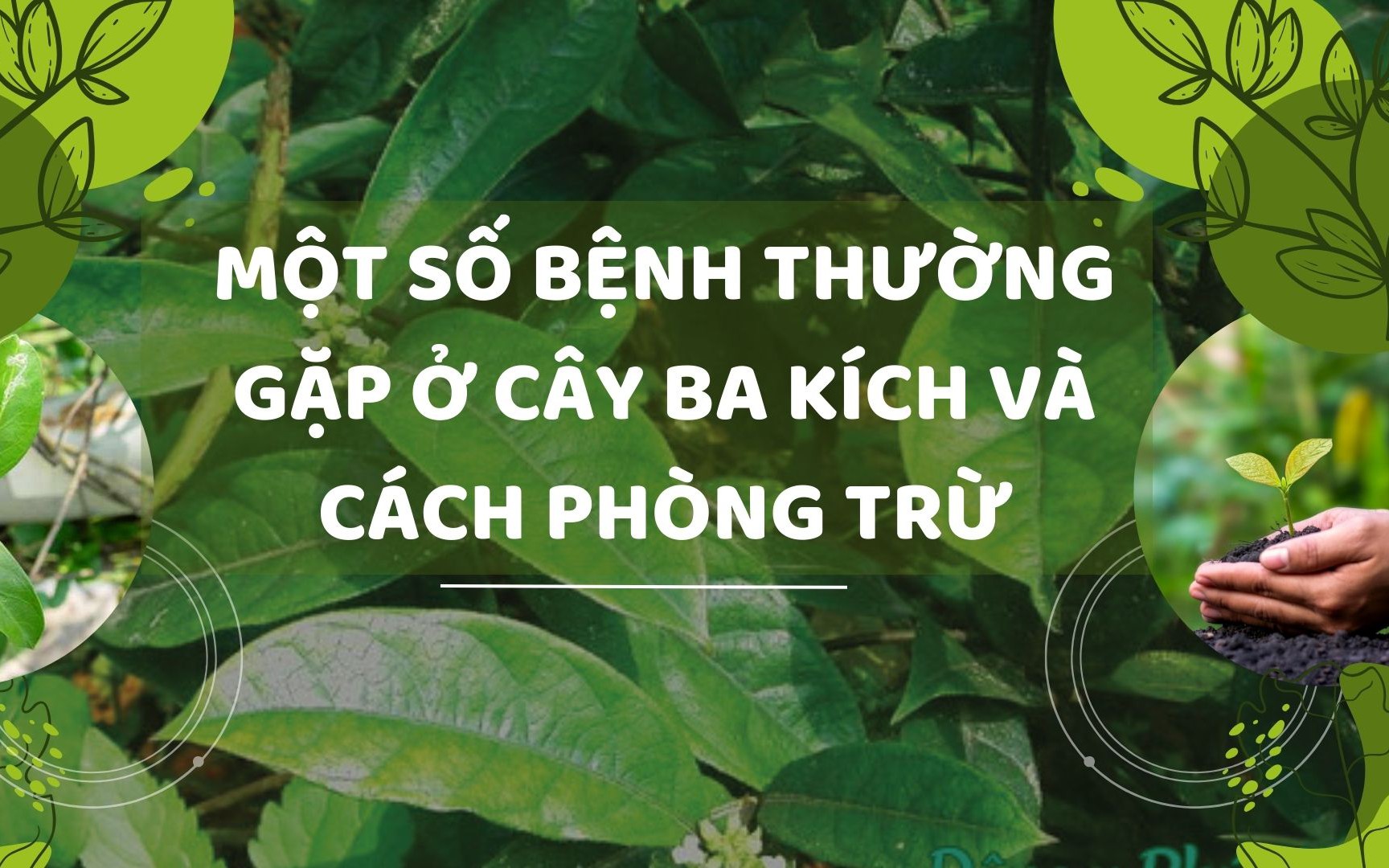 SỔ TAY NHÀ NÔNG: Một số bệnh thường gặp ở cây ba kích và cách phòng trừ