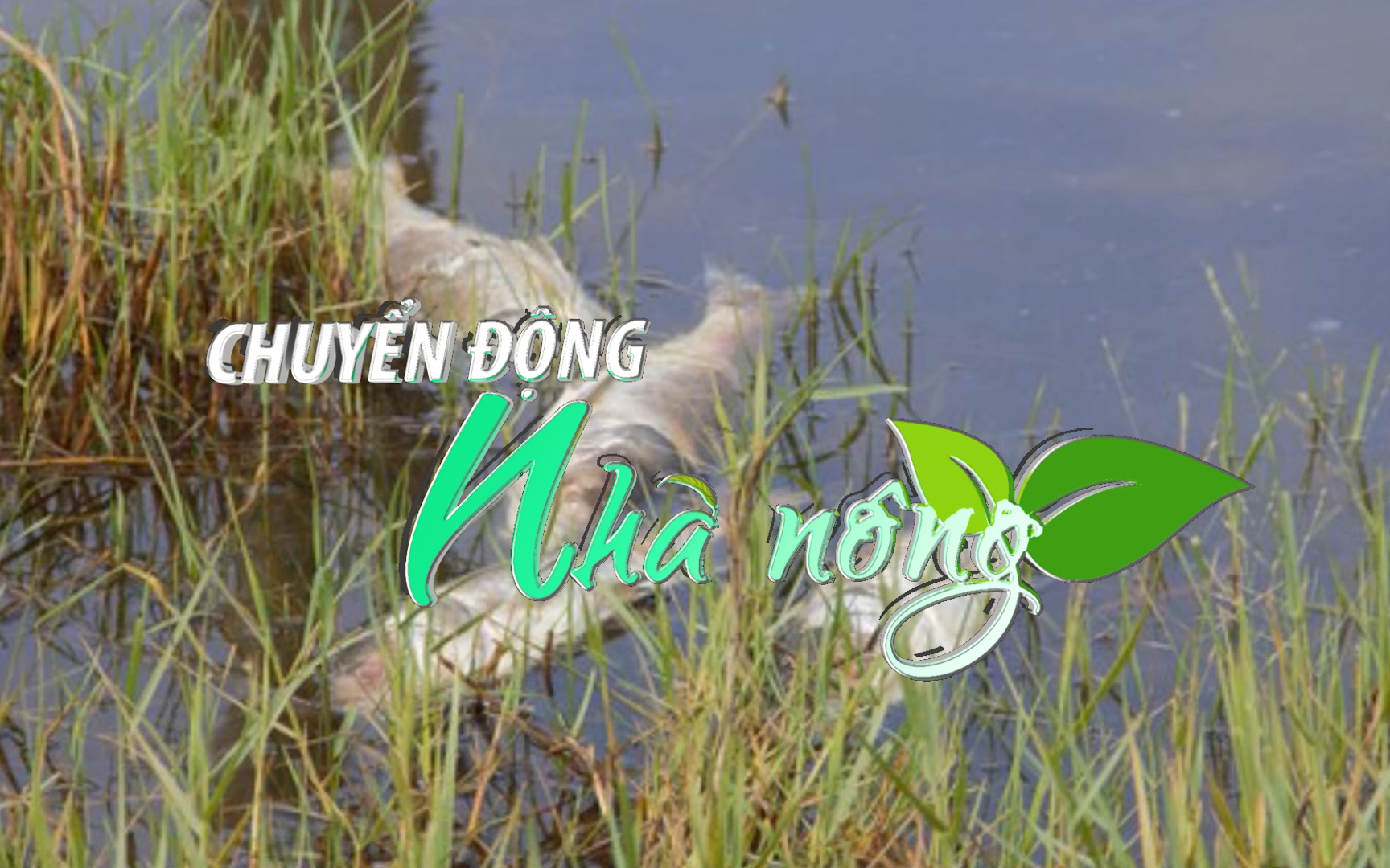 Chuyển động Nhà nông 8/9: Nguyên nhân khiến cả chục tấn cá “phơi bụng” ở đầm An Trung