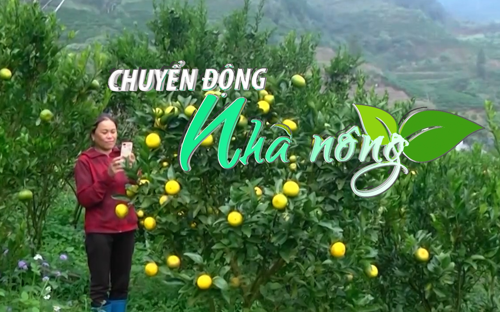 Chuyển động Nhà nông 10/1: Quýt Mường Khương (Lào Cai) xuống phố, lên sàn