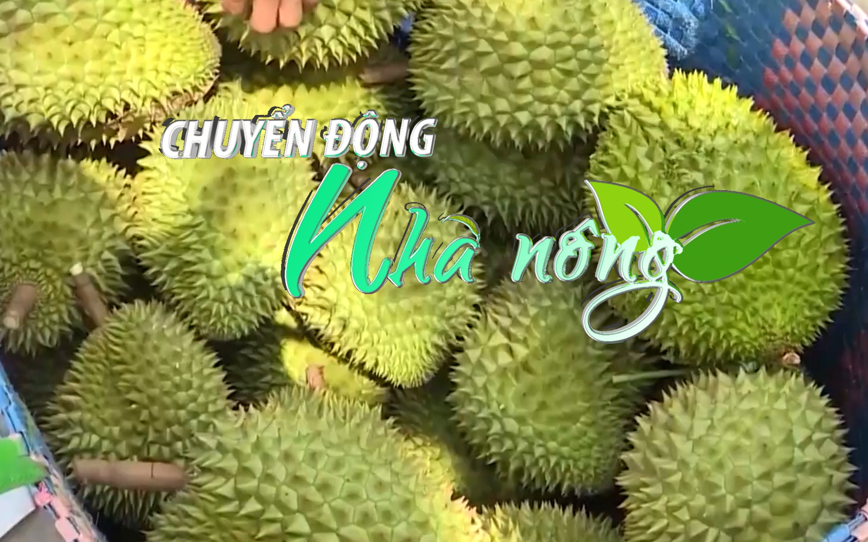 Chuyển động Nhà nông 11/1: Nông dân Tiền Giang ồ ạt trồng sầu riêng tự phát ngoài vùng quy hoạch