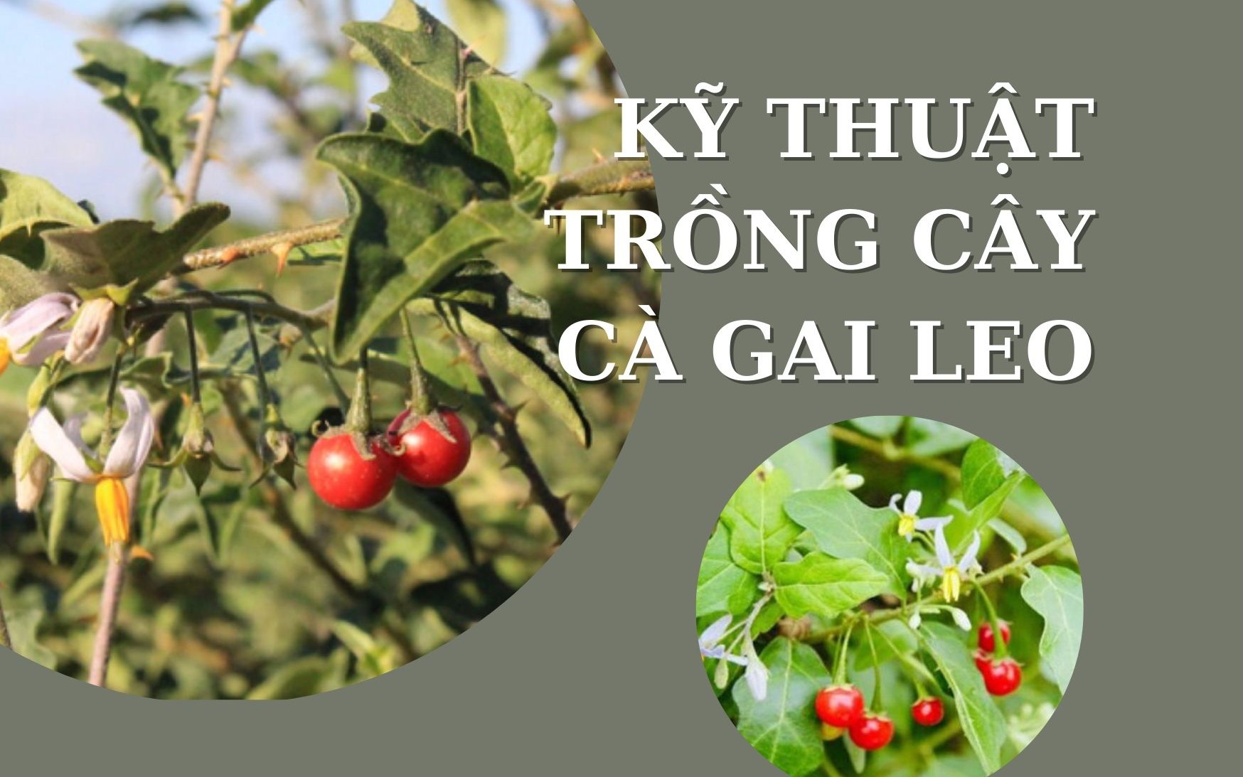 SỔ TAY NHÀ NÔNG: Kỹ thuật trồng cây cà gai leo cơ bản 