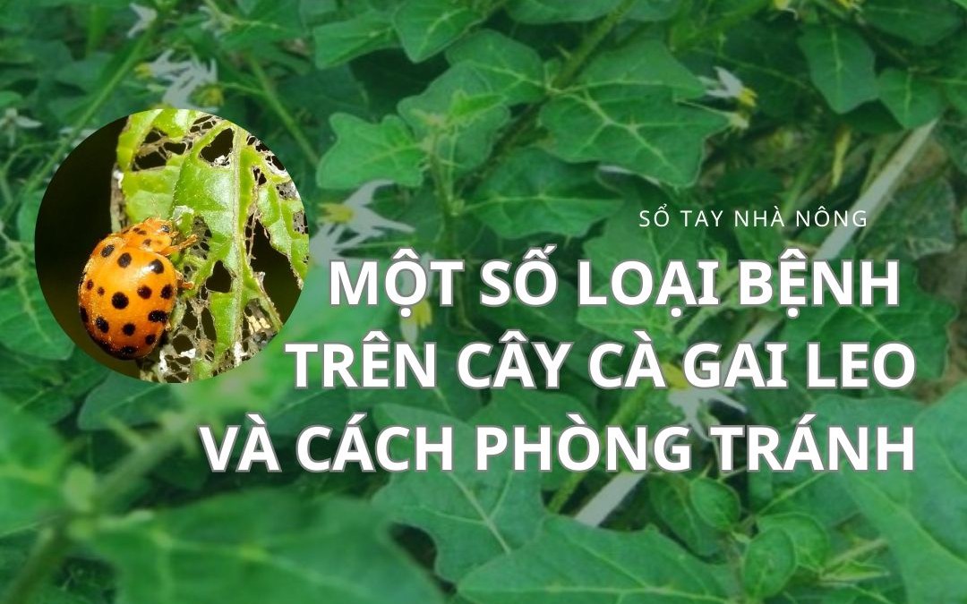 SỔ TAY NHÀ NÔNG: Một số loại bệnh trên cây cà gai leo và cách phòng trị