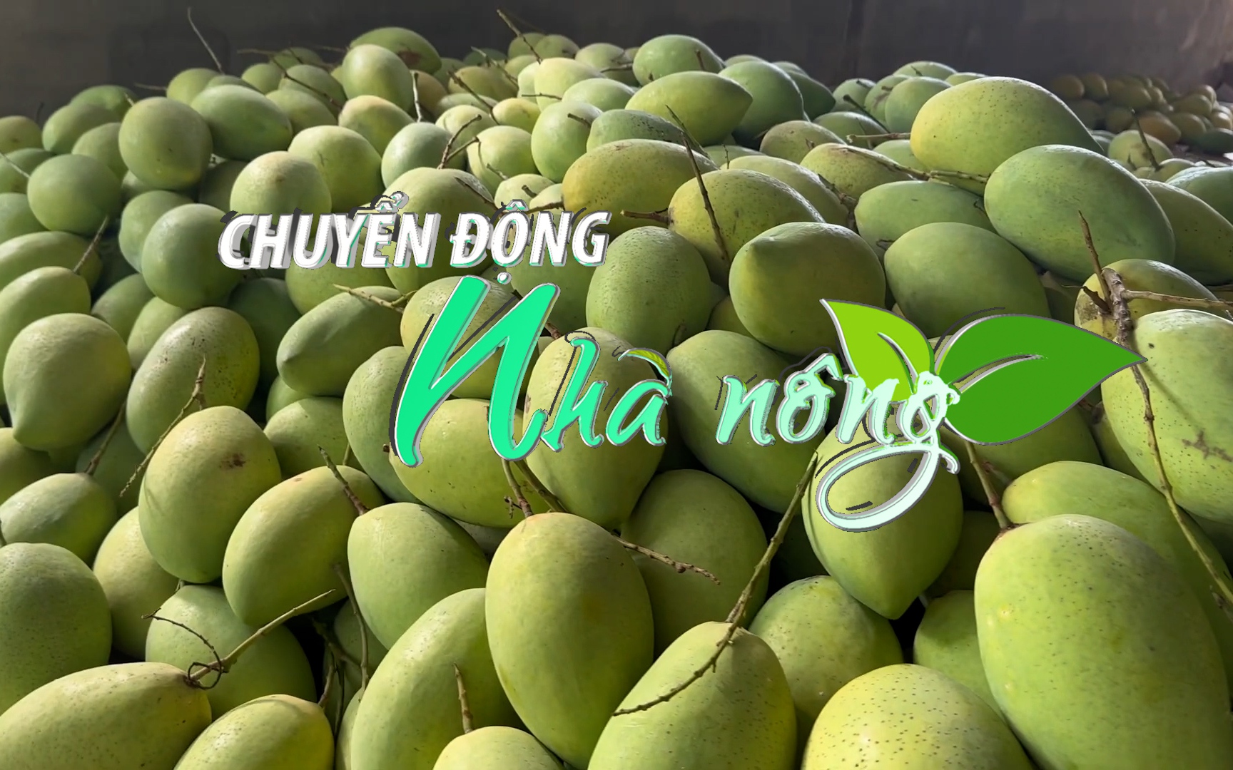 Chuyển động Nhà nông 20/1: Tiền Giang tìm giải pháp “giữ chân” cây xoài cát Hòa Lộc