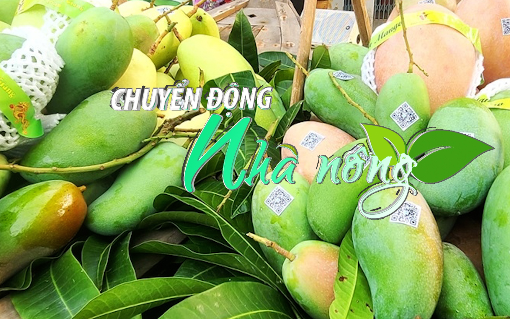 Chuyển động Nhà nông 6/1: An Giang xuất lô xoài tượng da xanh đầu tiên sang Úc và Hoa Kỳ