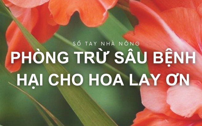 SỔ TAY NHÀ NÔNG: Phòng trừ sâu bệnh hại trên cây hoa lay ơn