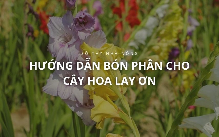 SỔ TAY NHÀ NÔNG: Hướng dẫn bón phân cho cây hoa lay ơn