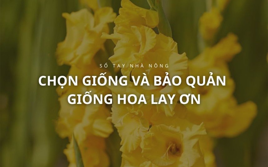 SỔ TAY NHÀ NÔNG: Chọn giống và bảo quản giống hoa lay ơn