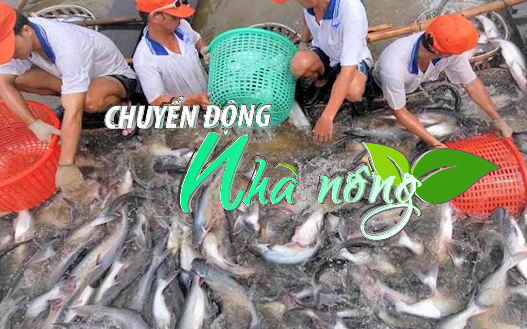 Chuyển động Nhà nông 22/2: Ngành hàng cá tra hướng đến xuất khẩu 2 tỷ USD