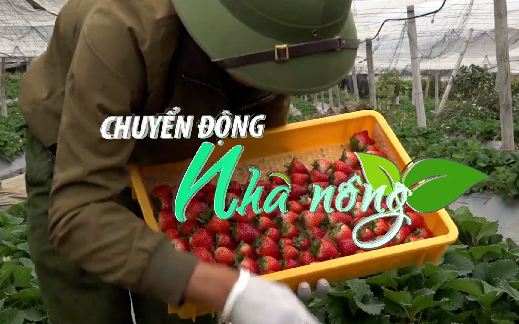 Chuyển động Nhà nông 29/2: Vào mùa dâu tây, nông dân Sơn La thu tiền tỷ 