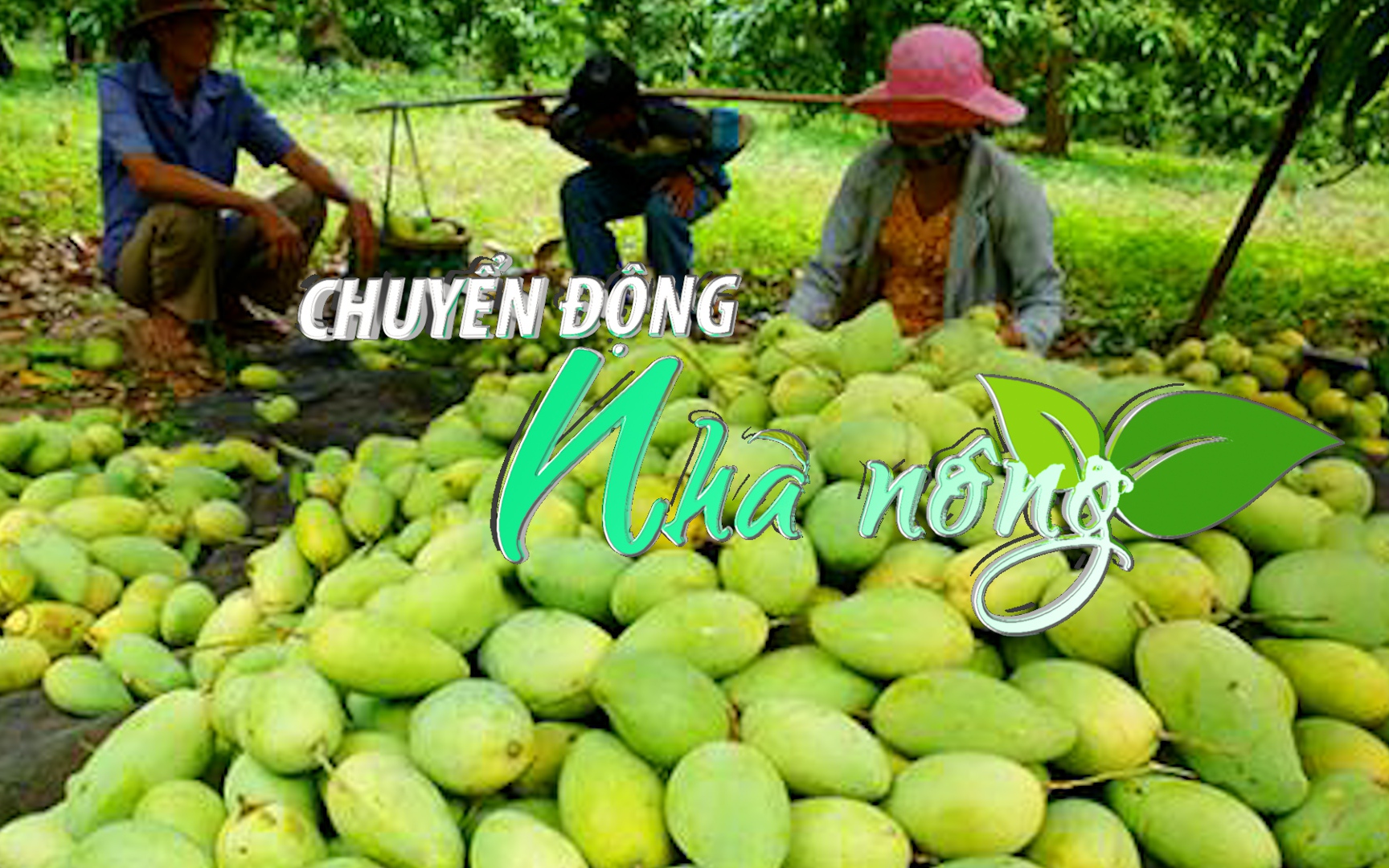 Chuyển động Nhà nông 2/3: Xoài An Giang chinh phục nhiều thị trường quốc tế khó tính