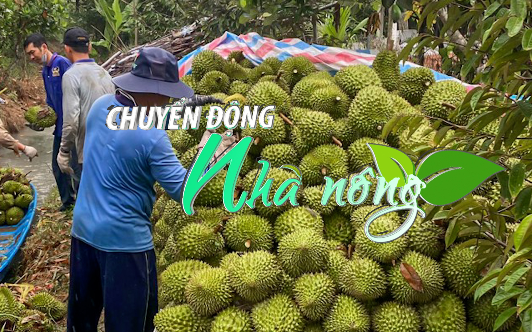 Chuyển động Nhà nông 4/3: Sầu riêng Tiền Giang được mùa giá cao 