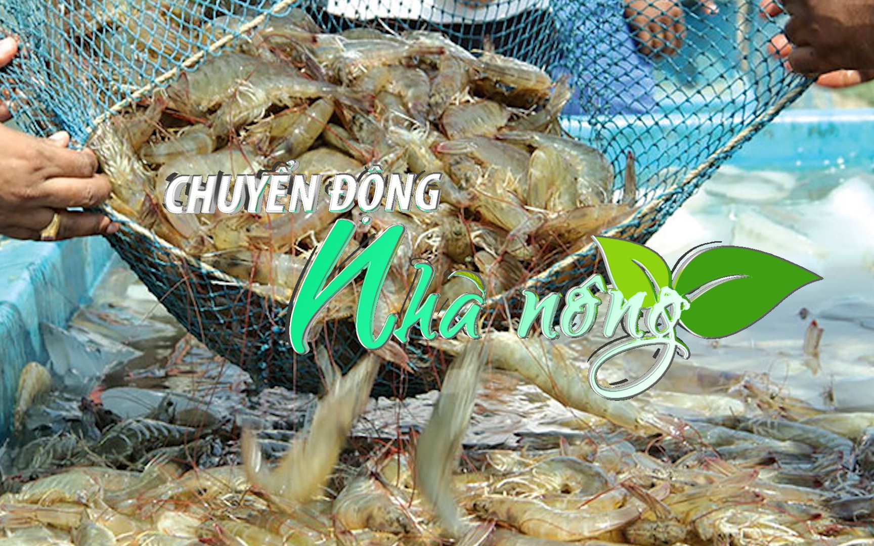 Chuyển động Nhà nông 5/3: Người nuôi tôm ở Bình Định thận trọng vào vụ mới 