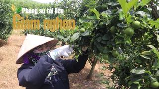 Từ gian khó đến mùa vàng no ấm - những "trụ cột xanh" trong hành trình thoát nghèo ở Phú Lương, Tuyên Quang