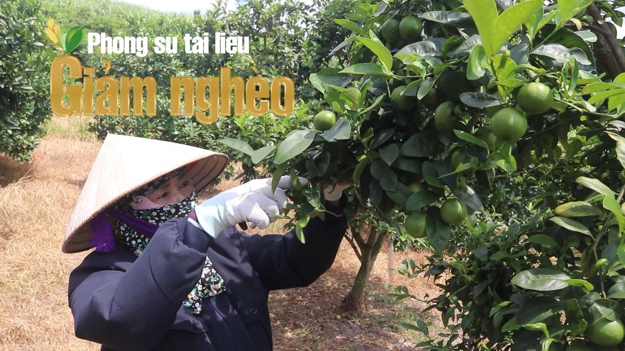 Từ gian khó đến mùa vàng no ấm - những "trụ cột xanh" trong hành trình thoát nghèo ở Phú Lương, Tuyên Quang